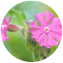 Silene armeria