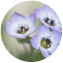Gilia Tricolor