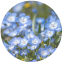 Nemophila menziesii