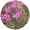 Dianthus deltoides